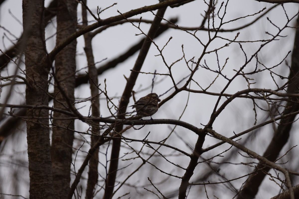 Purple Finch - ML645026179