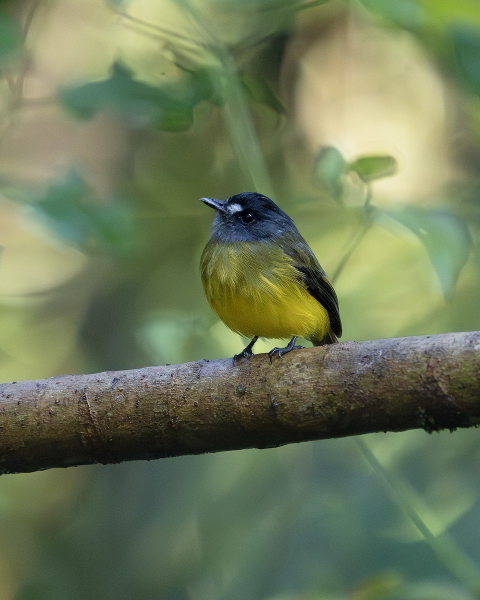 Ornate Flycatcher - ML645026195
