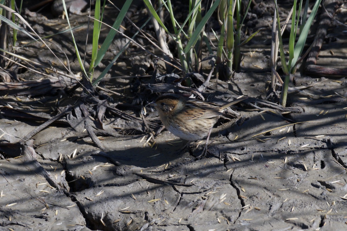 ネルソントゲオヒメドリ - ML645026201