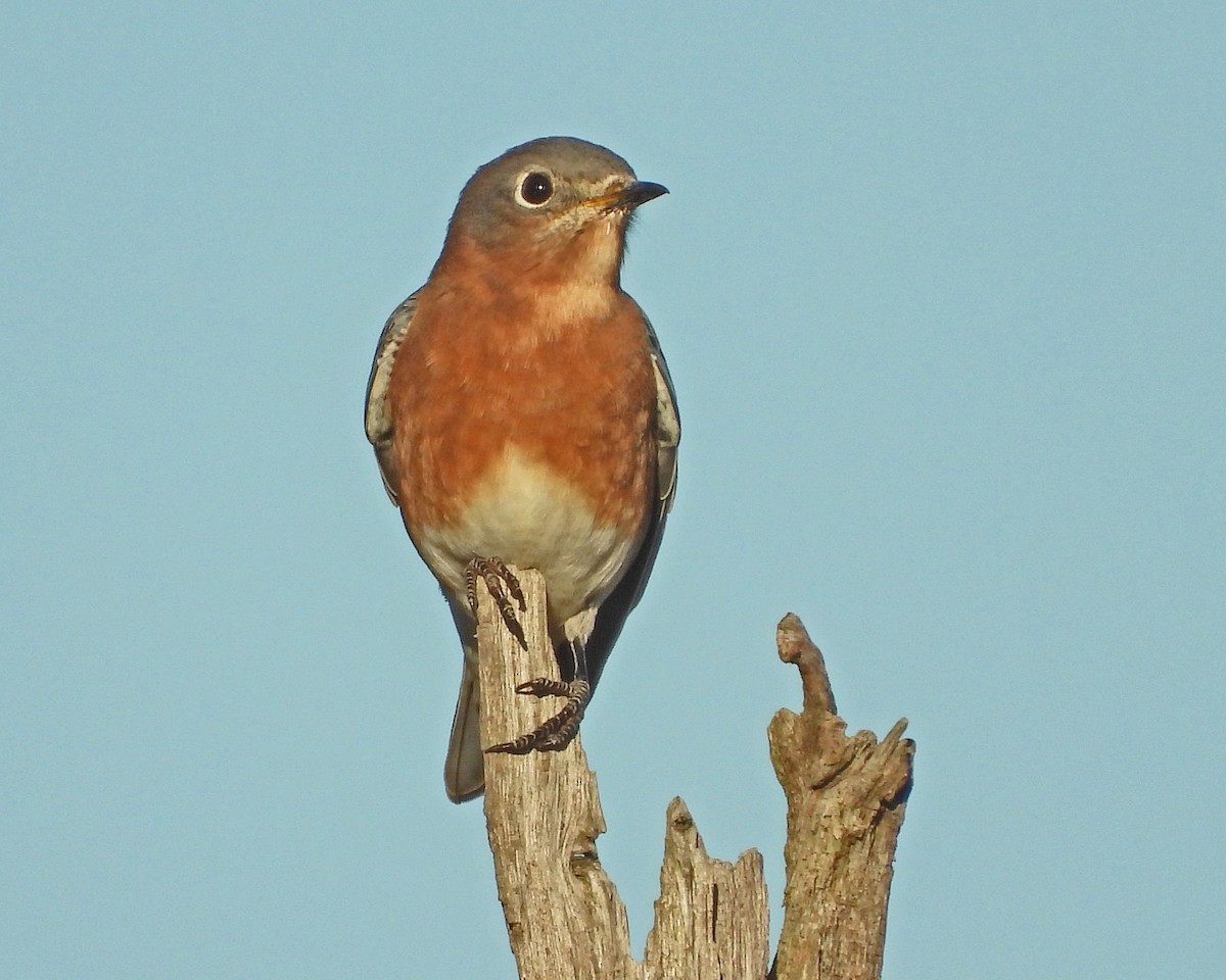 Azulejo Oriental - ML645026220