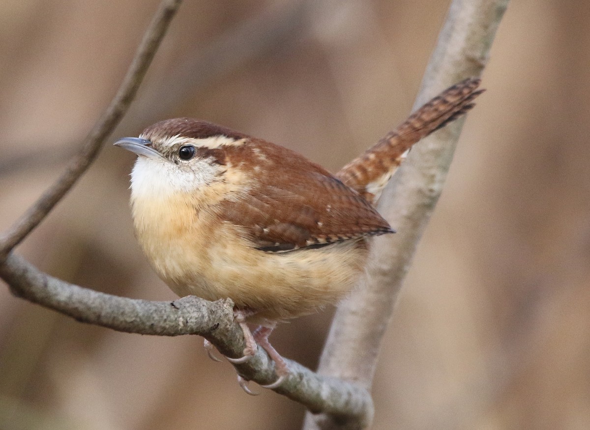 Carolina Wren - ML645026230