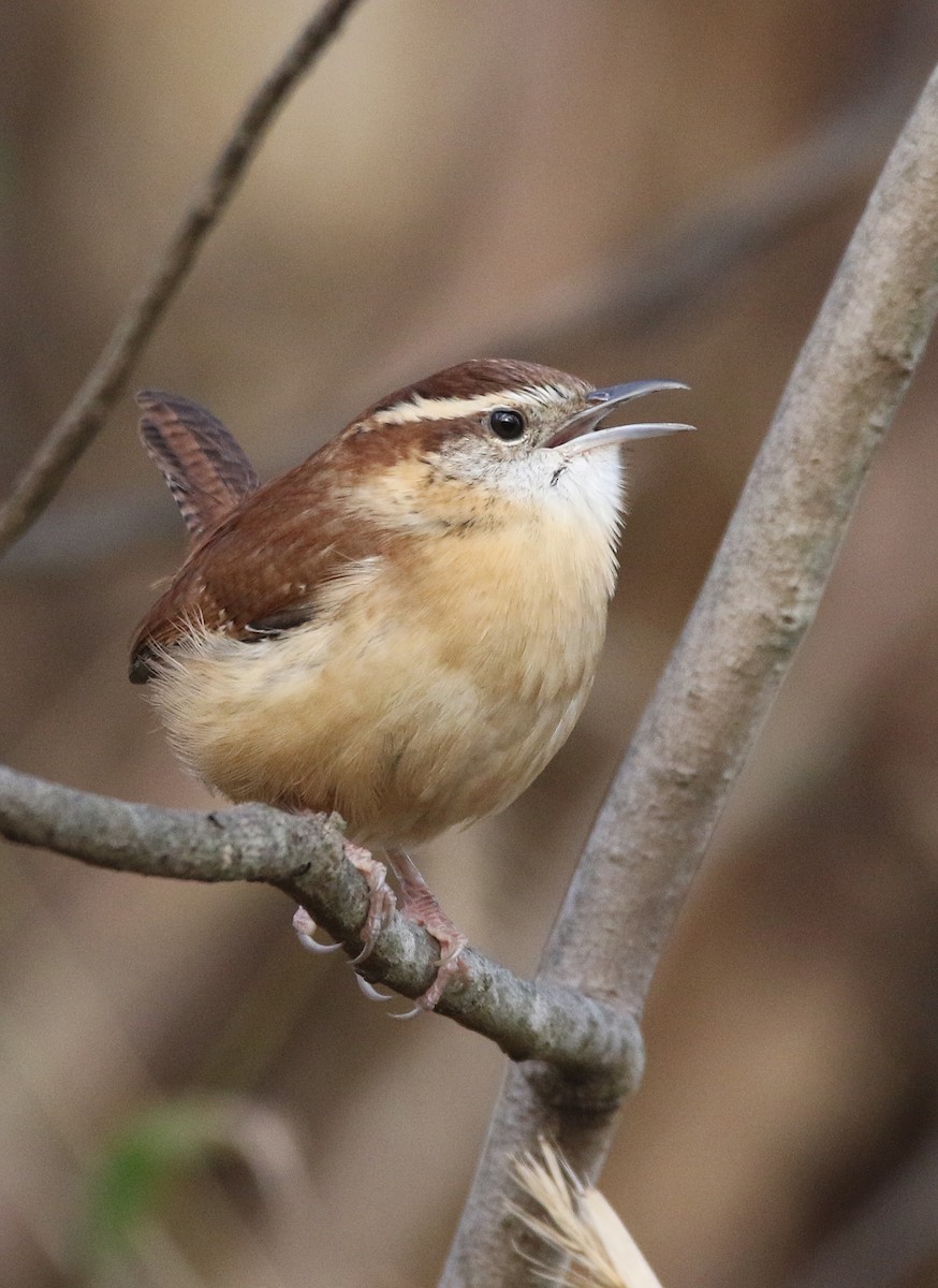 Carolina Wren - ML645026236