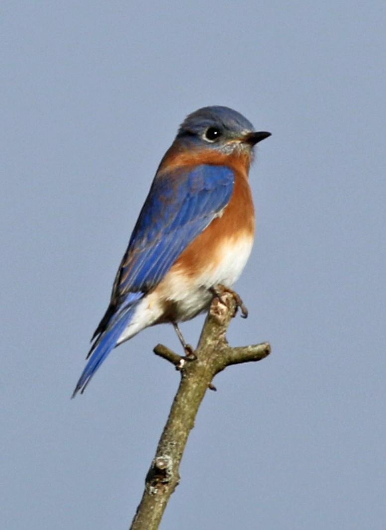 Azulejo Oriental - ML645026258