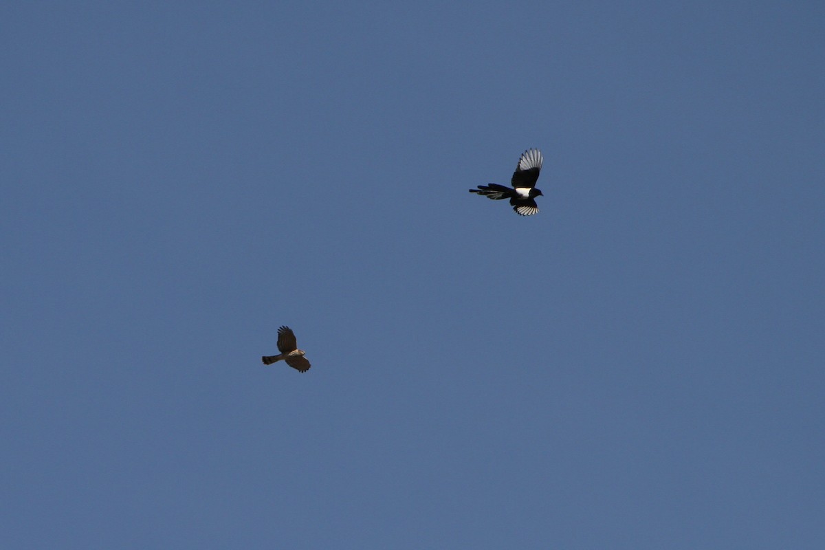 Sharp-shinned Hawk - ML645026259