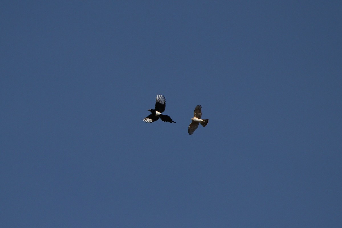 Sharp-shinned Hawk - ML645026260