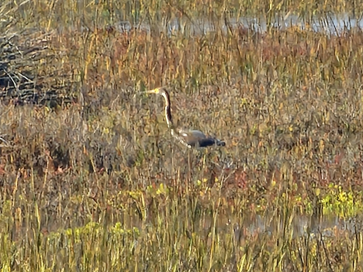 Tricolored Heron - ML645026261
