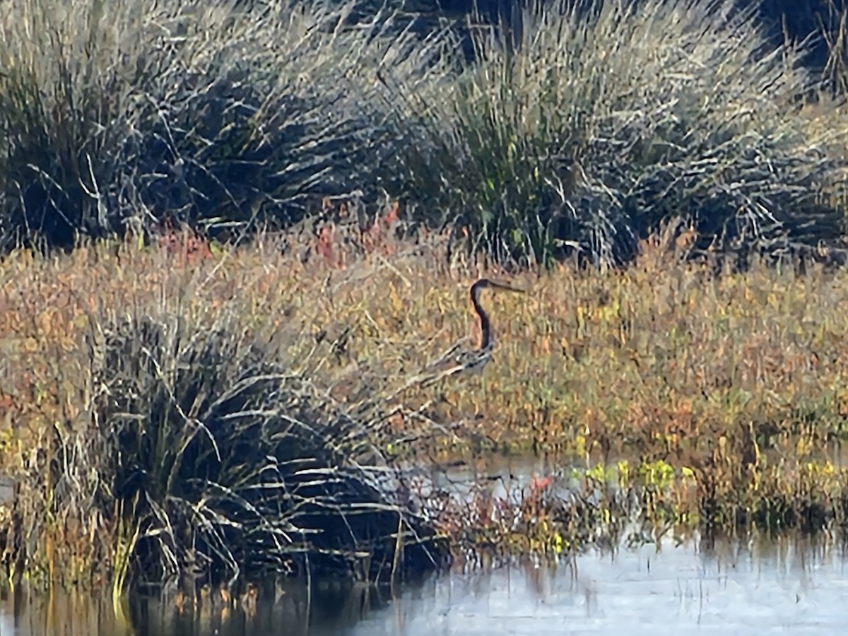 Tricolored Heron - ML645026262