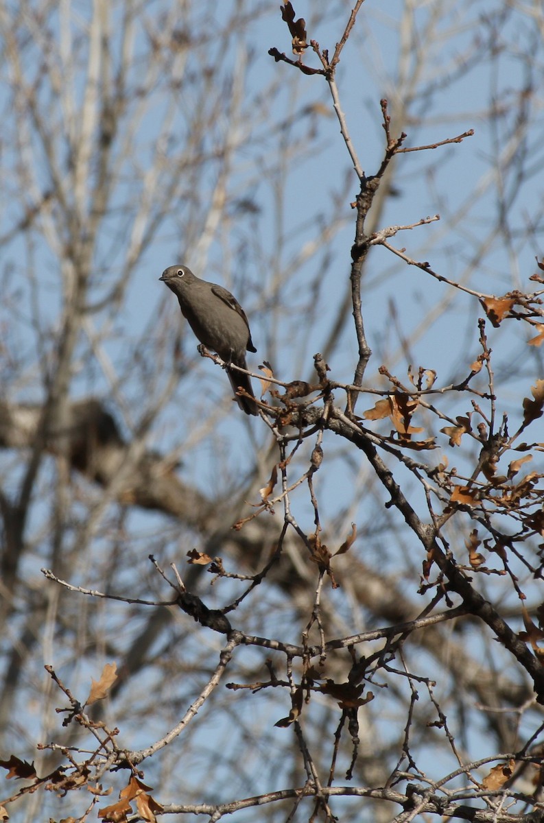 Townsend's Solitaire - ML645026267