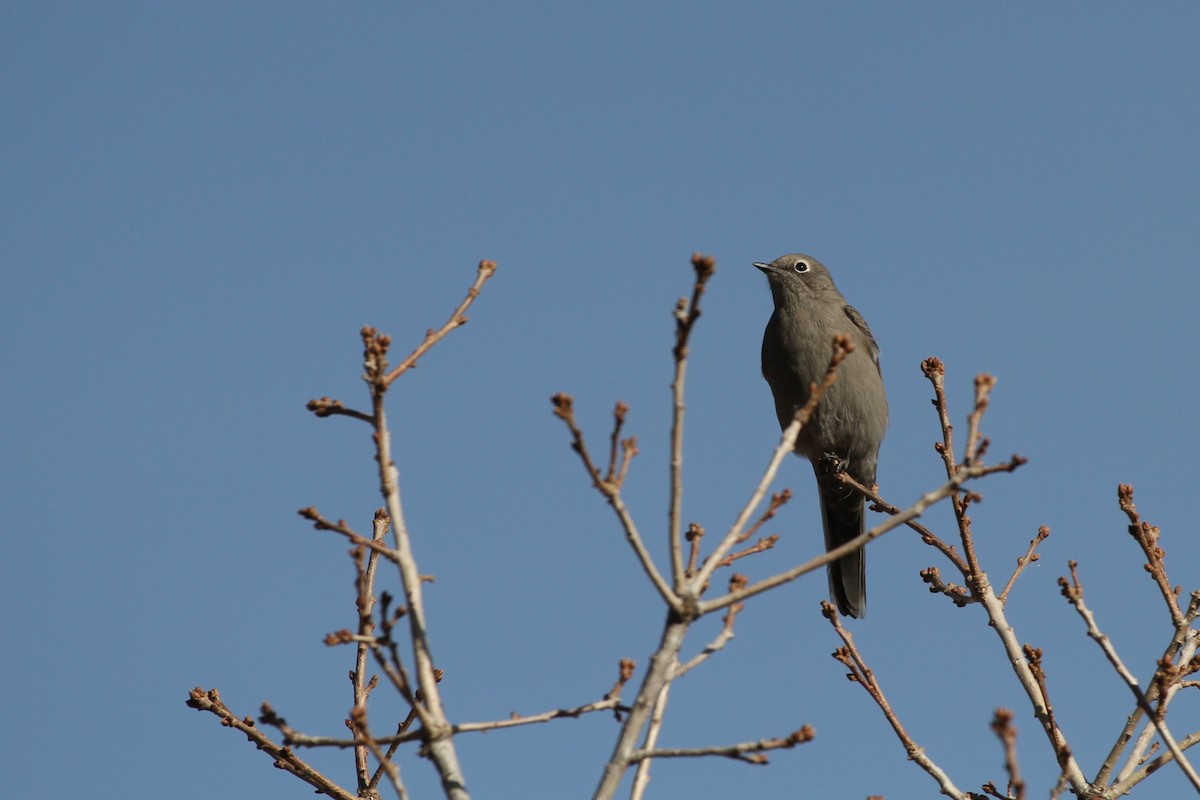 Townsend's Solitaire - ML645026268