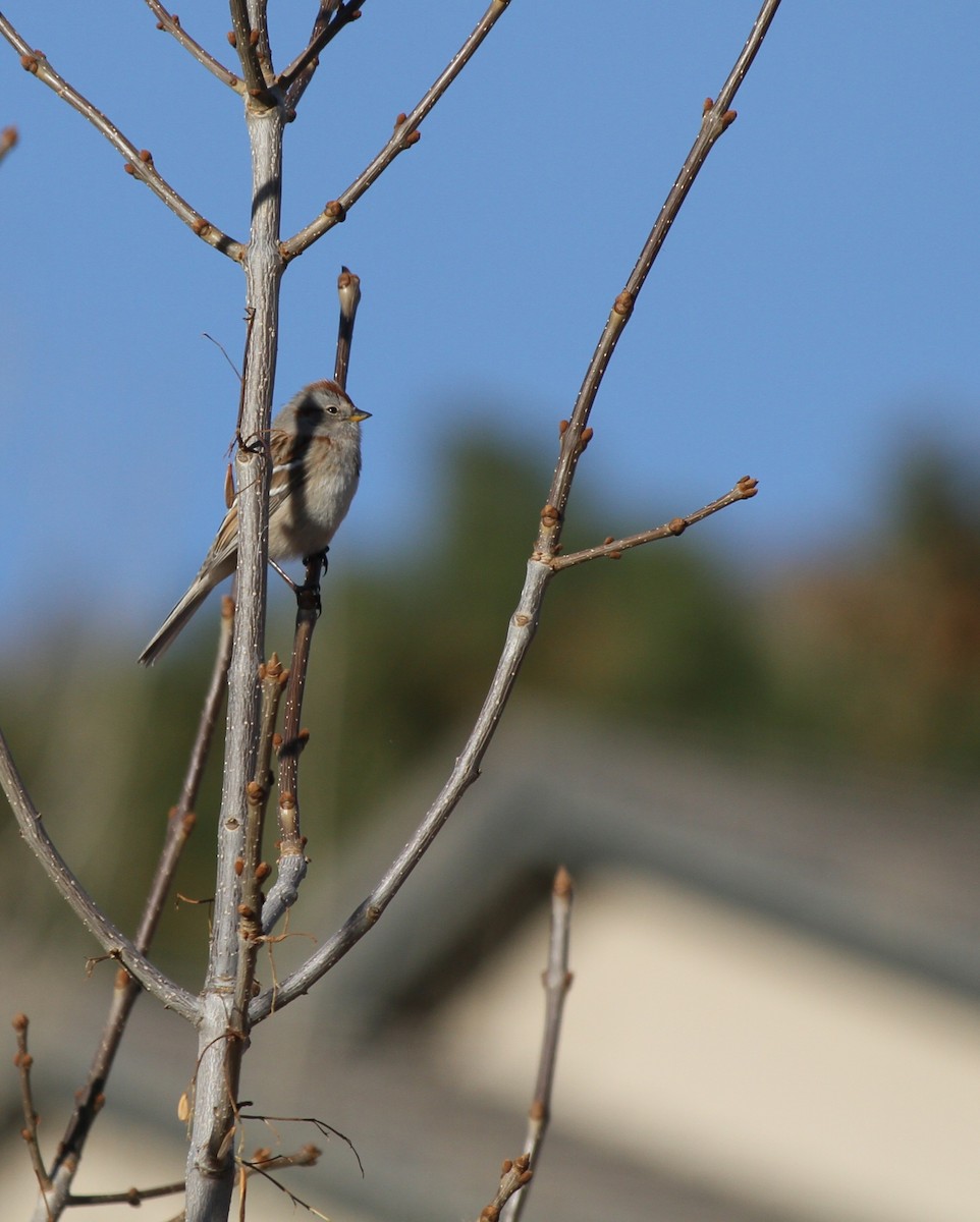 American Tree Sparrow - ML645026271