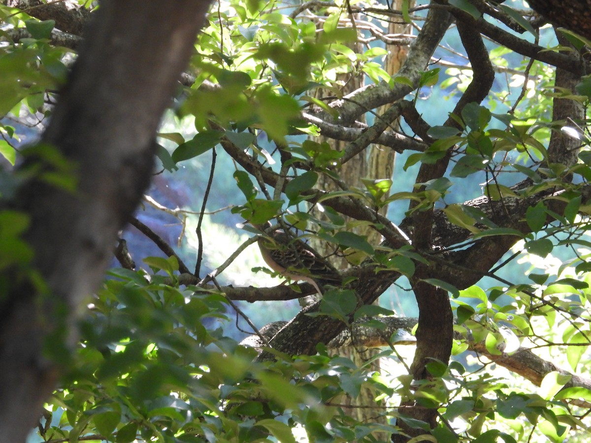 Oriental Turtle-Dove - ML645026277