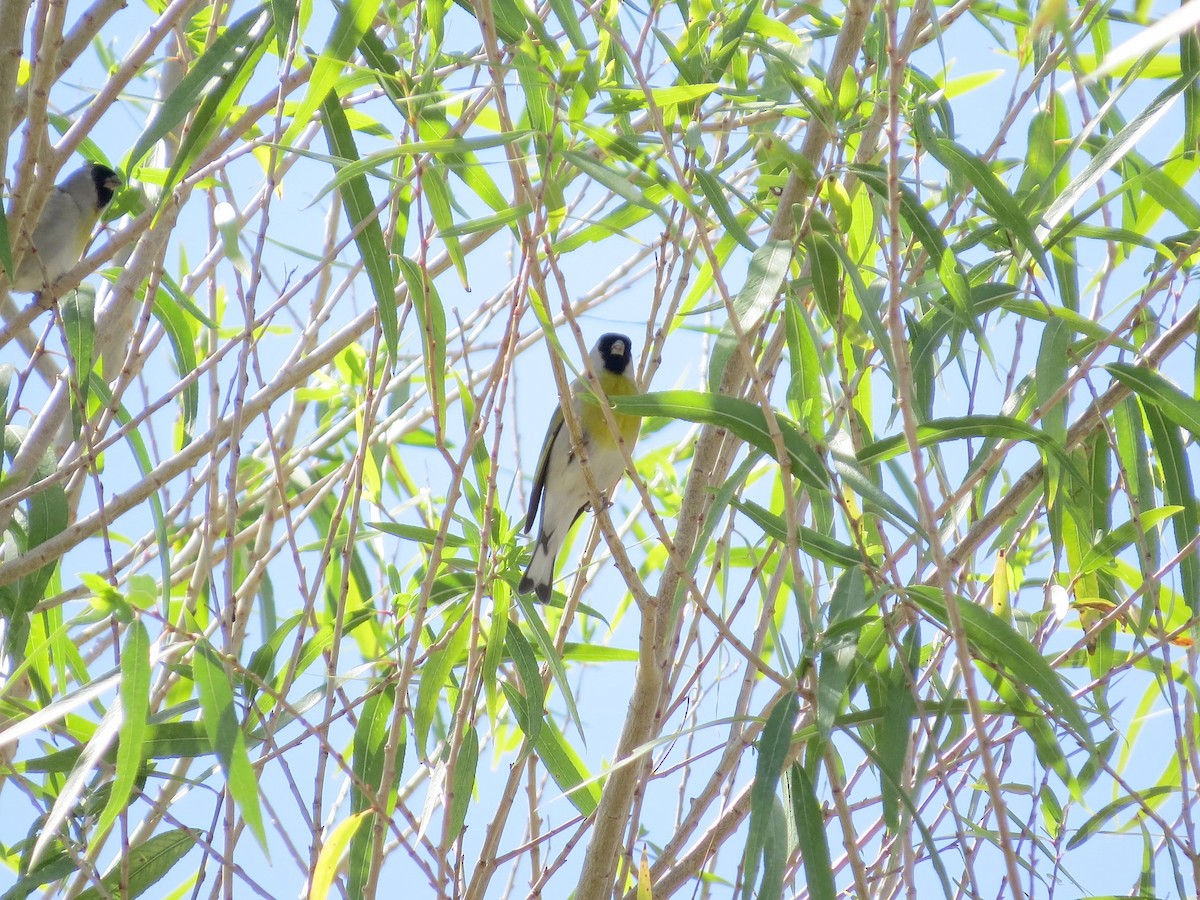 Lawrence's Goldfinch - ML645026286