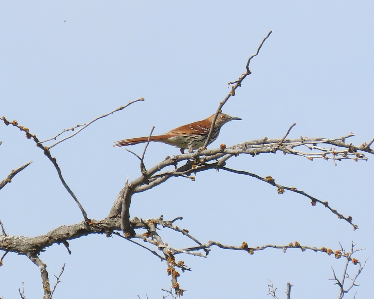 Brown Thrasher - ML645026298