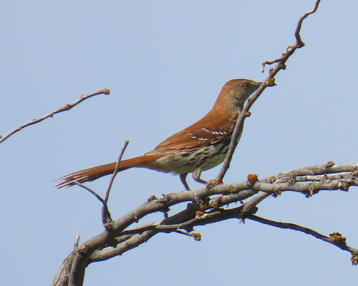Brown Thrasher - ML645026299