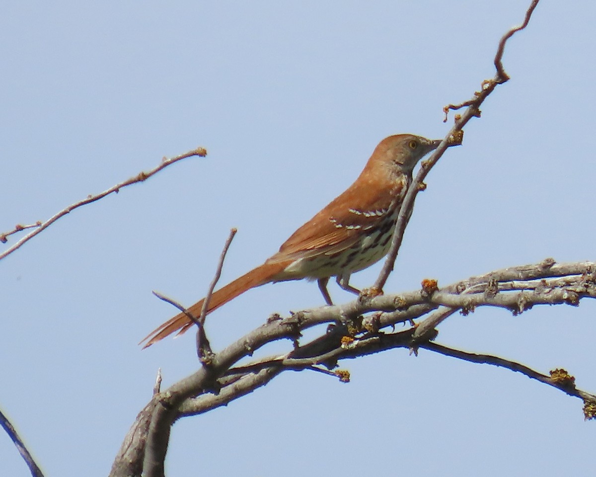 Brown Thrasher - ML645026302