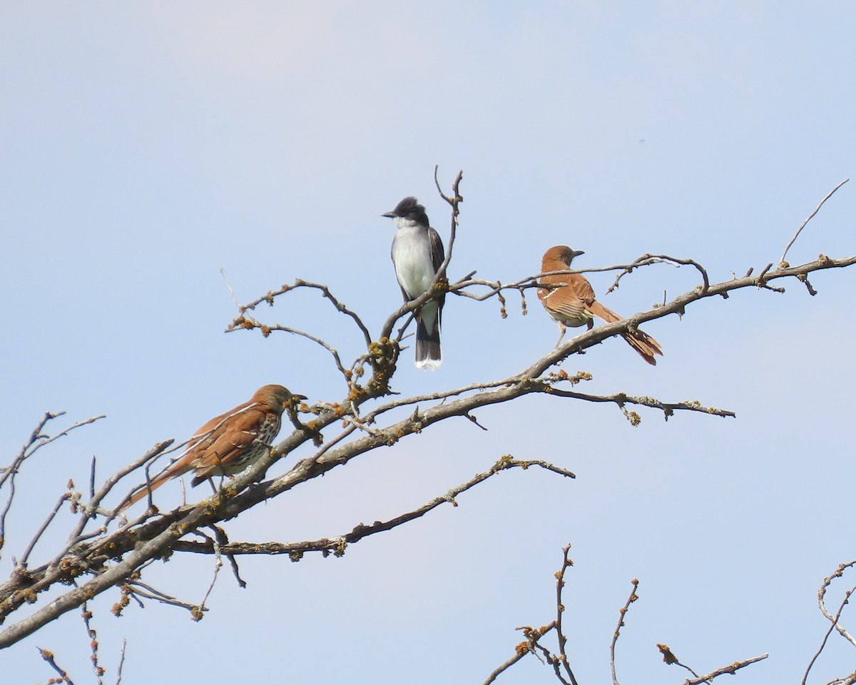 Brown Thrasher - ML645026304