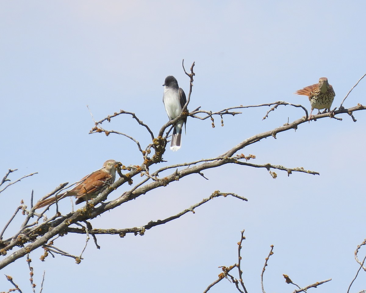 Brown Thrasher - ML645026305