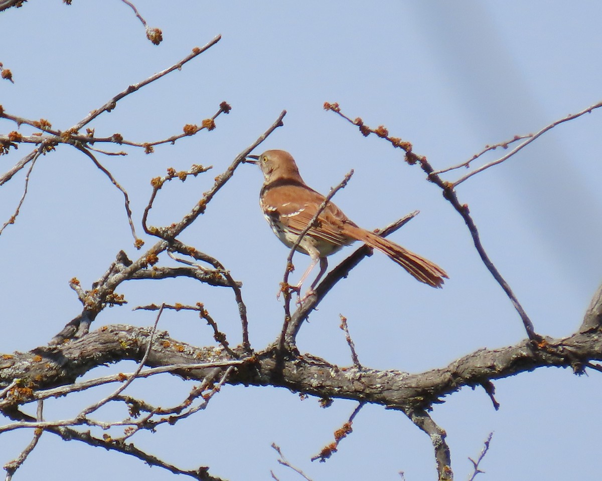 Brown Thrasher - ML645026306