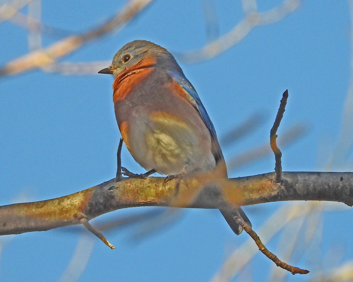 Azulejo Oriental - ML645026312