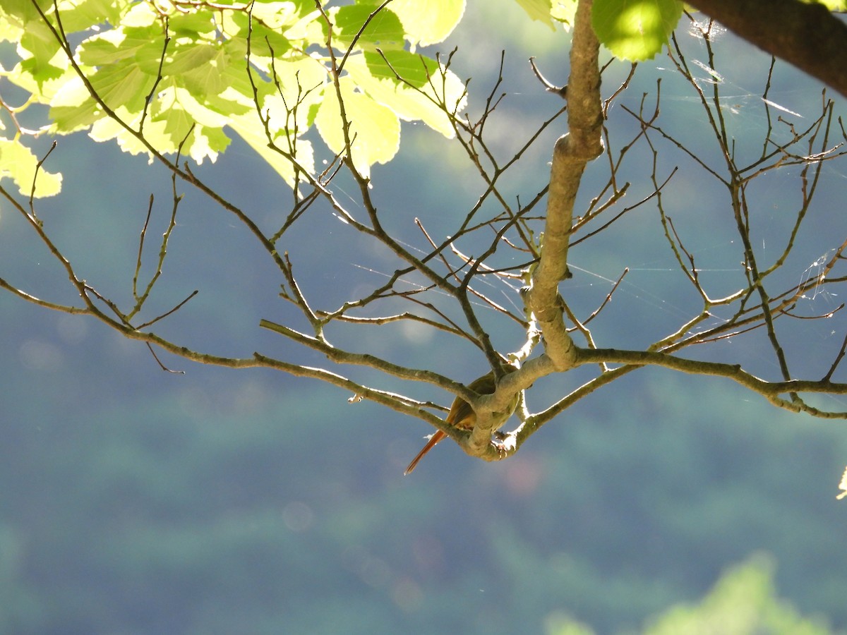 חכלילית סיבירית - ML645026323