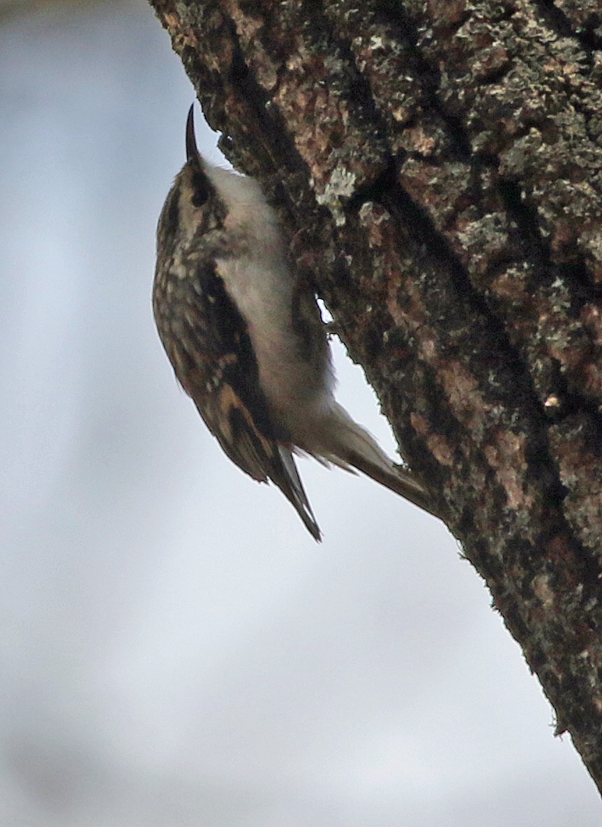 Brown Creeper - ML645026334