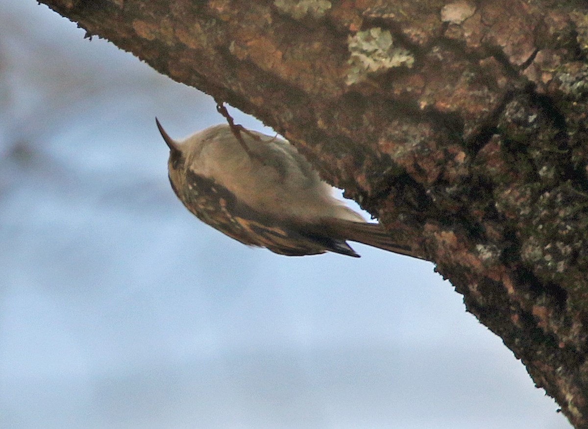 Brown Creeper - ML645026341