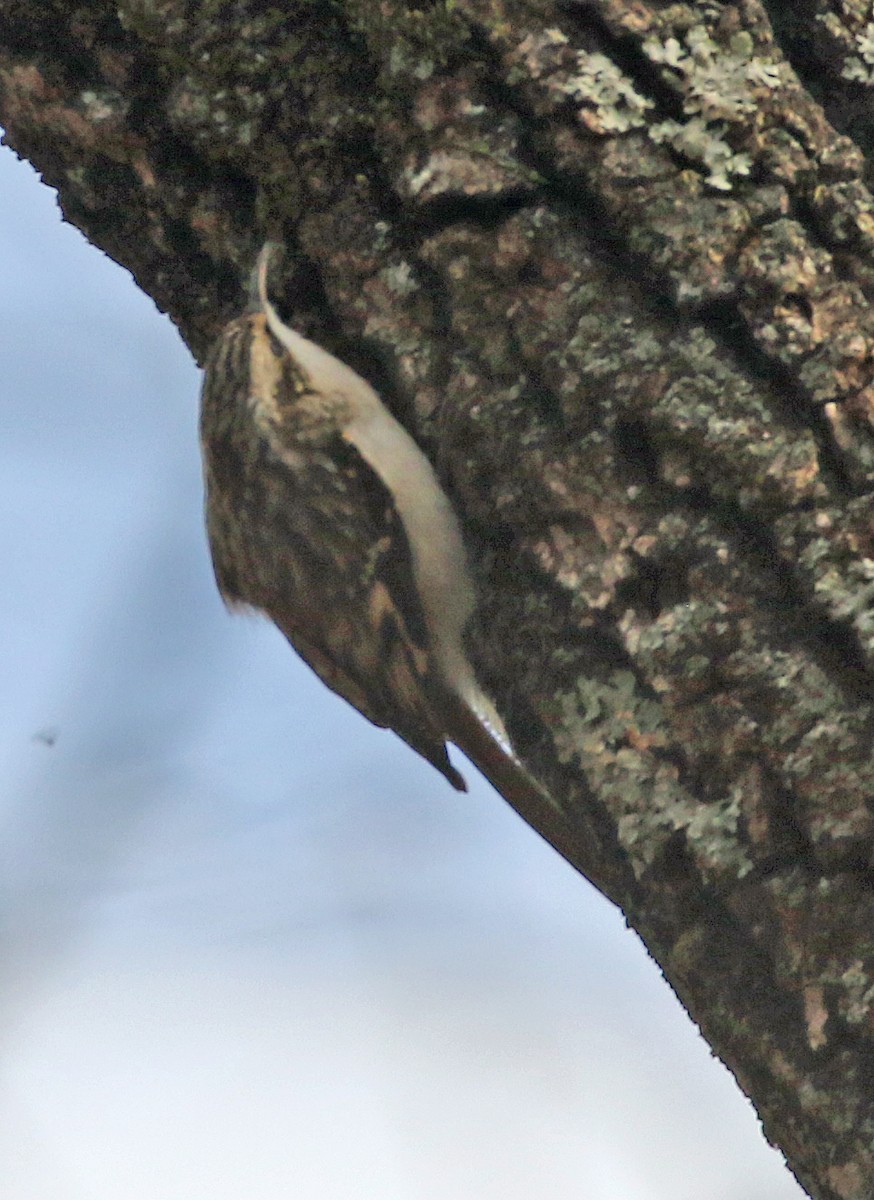 Brown Creeper - ML645026347