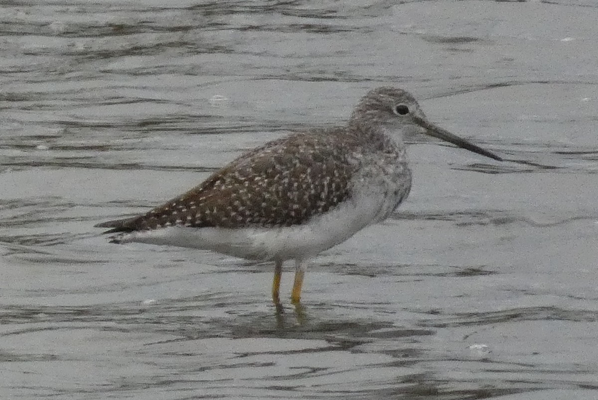 Greater Yellowlegs - ML645026348