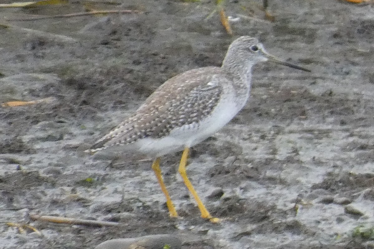 Greater Yellowlegs - ML645026350