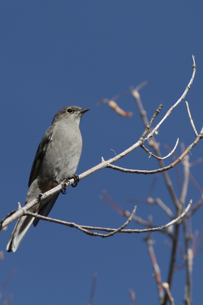 Townsend's Solitaire - ML645026351