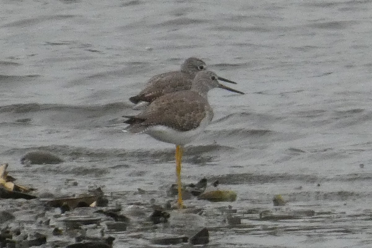 Greater Yellowlegs - ML645026352