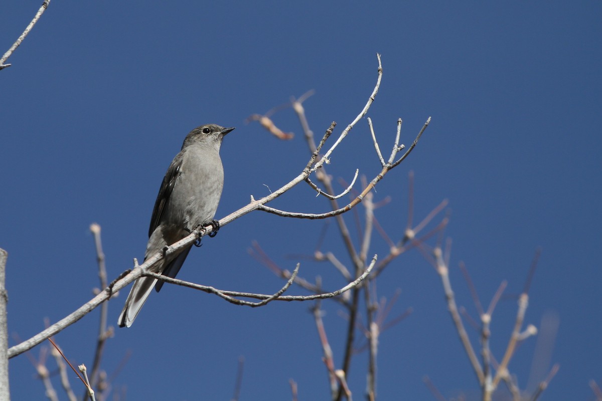 Townsend's Solitaire - ML645026353