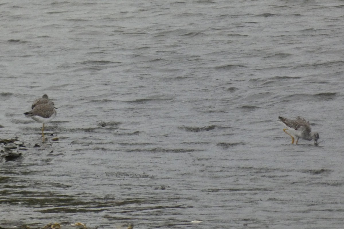 Greater Yellowlegs - ML645026354