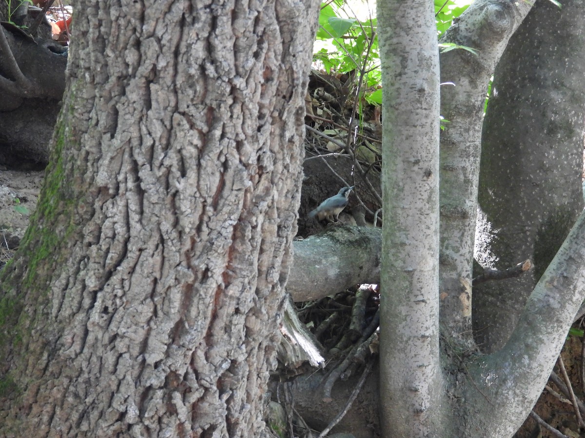 Eurasian Nuthatch - ML645026374