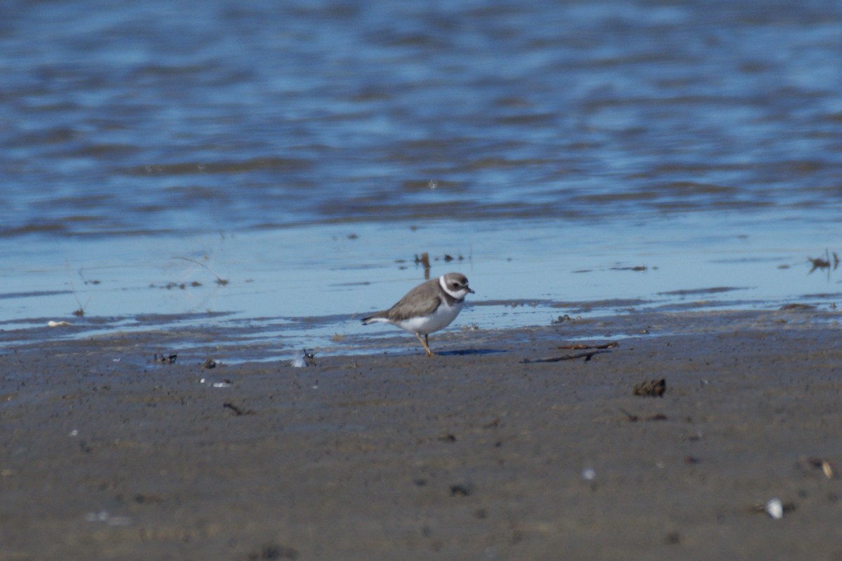 Semipalmated Plover - ML645026385