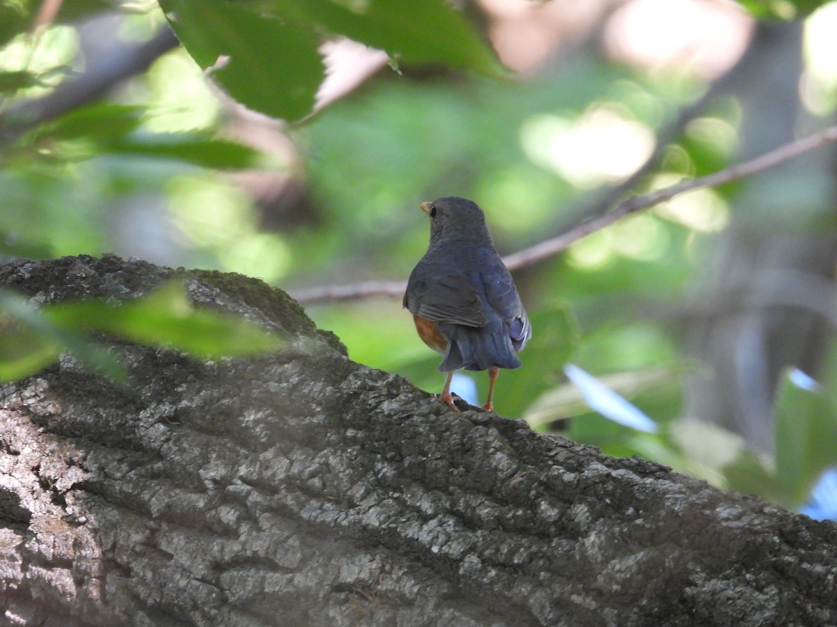 Gray-backed Thrush - ML645026388