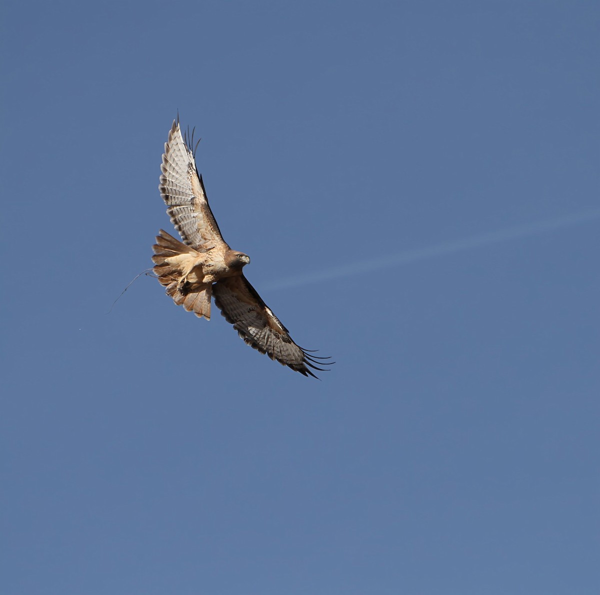 Red-tailed Hawk - ML645026395
