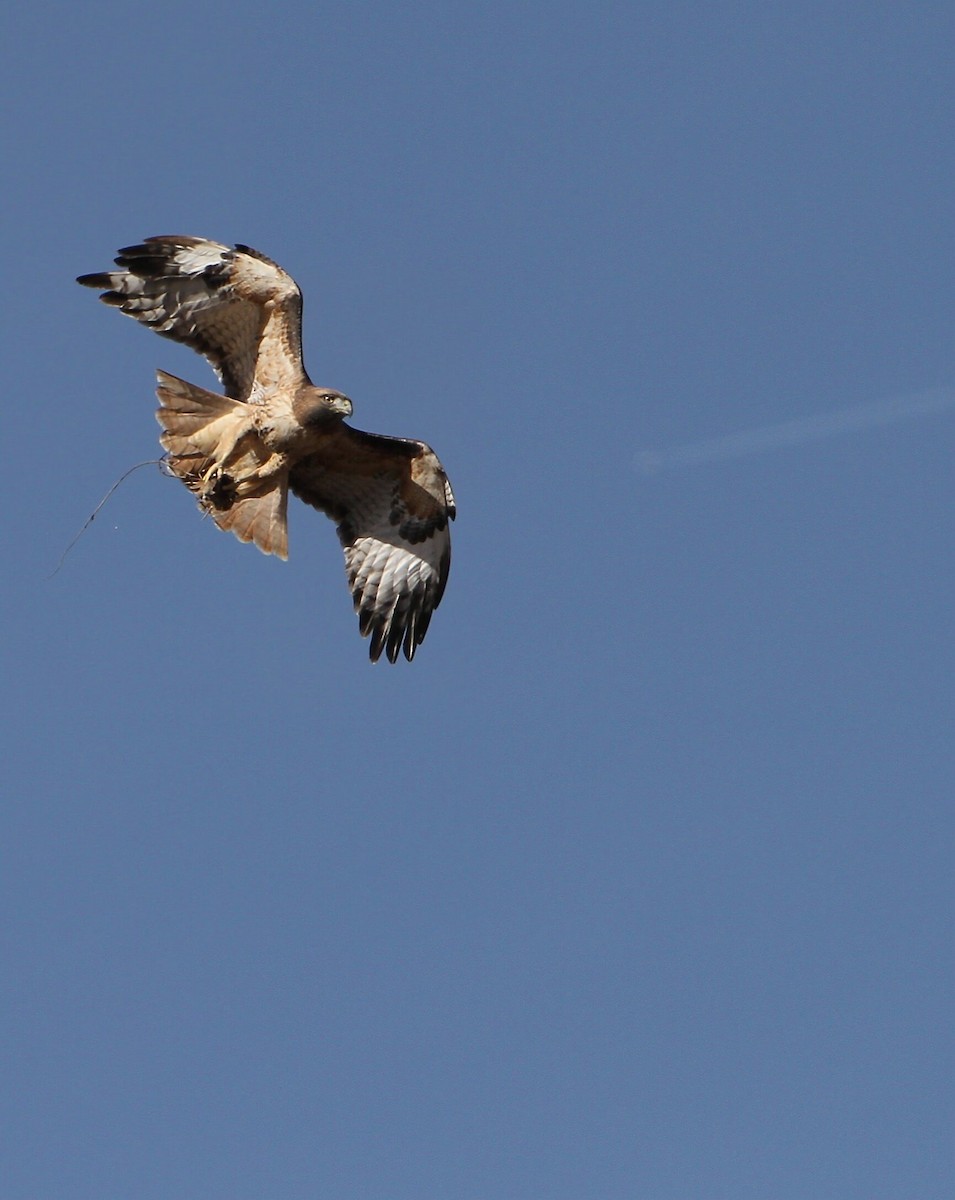 Red-tailed Hawk - ML645026398
