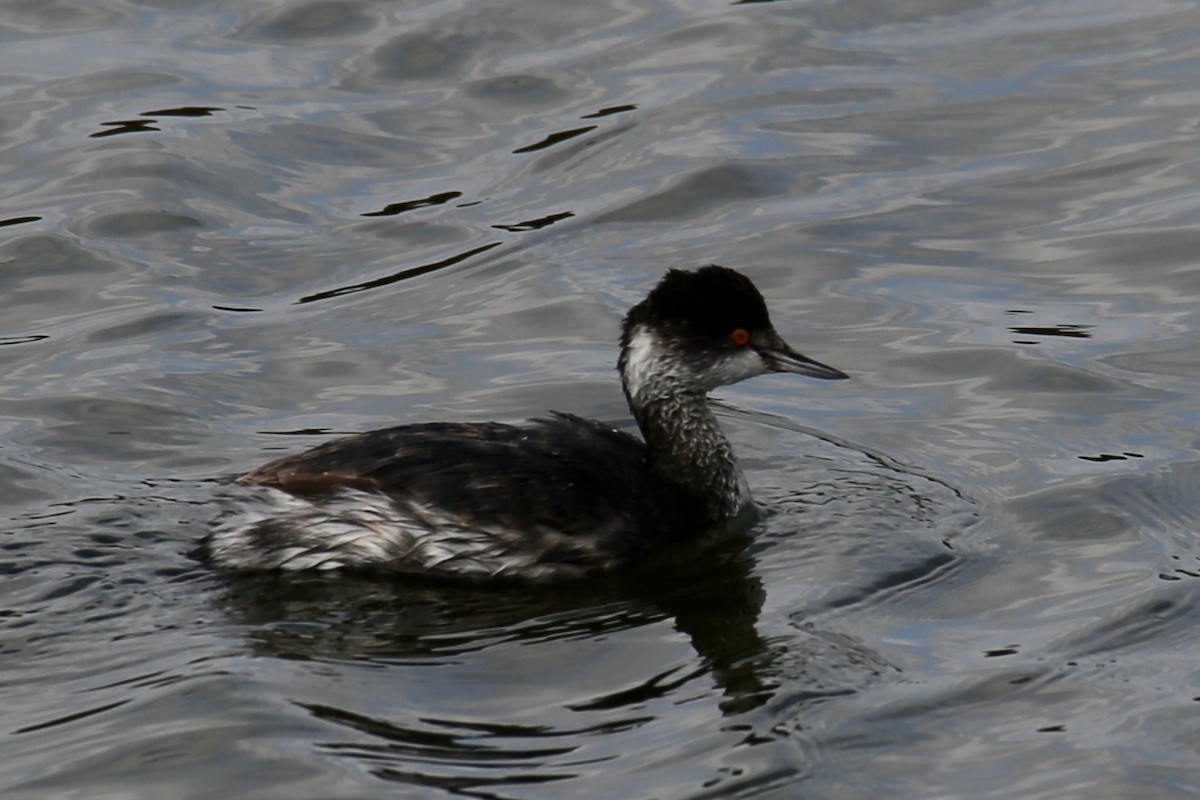 黑頸鸊鷉 - ML645026405