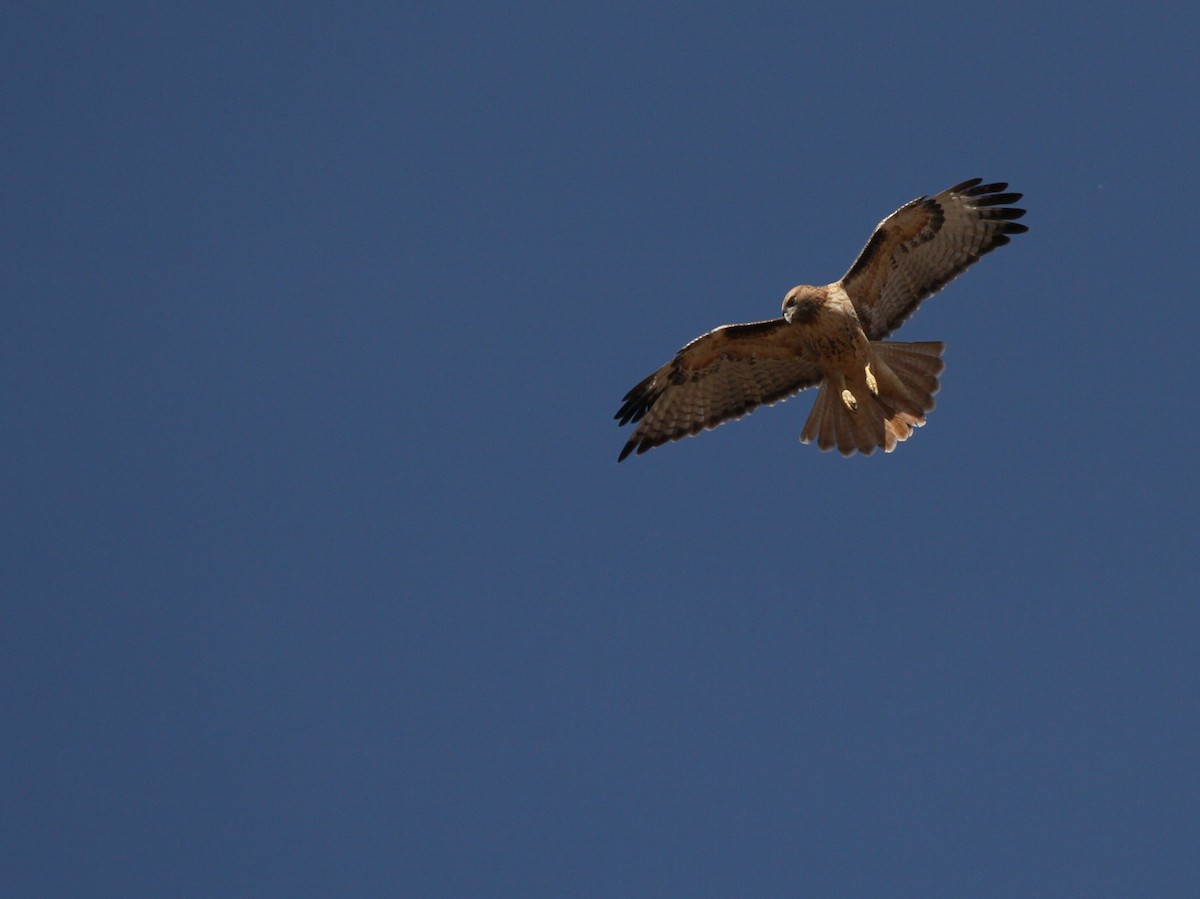 Red-tailed Hawk - ML645026408