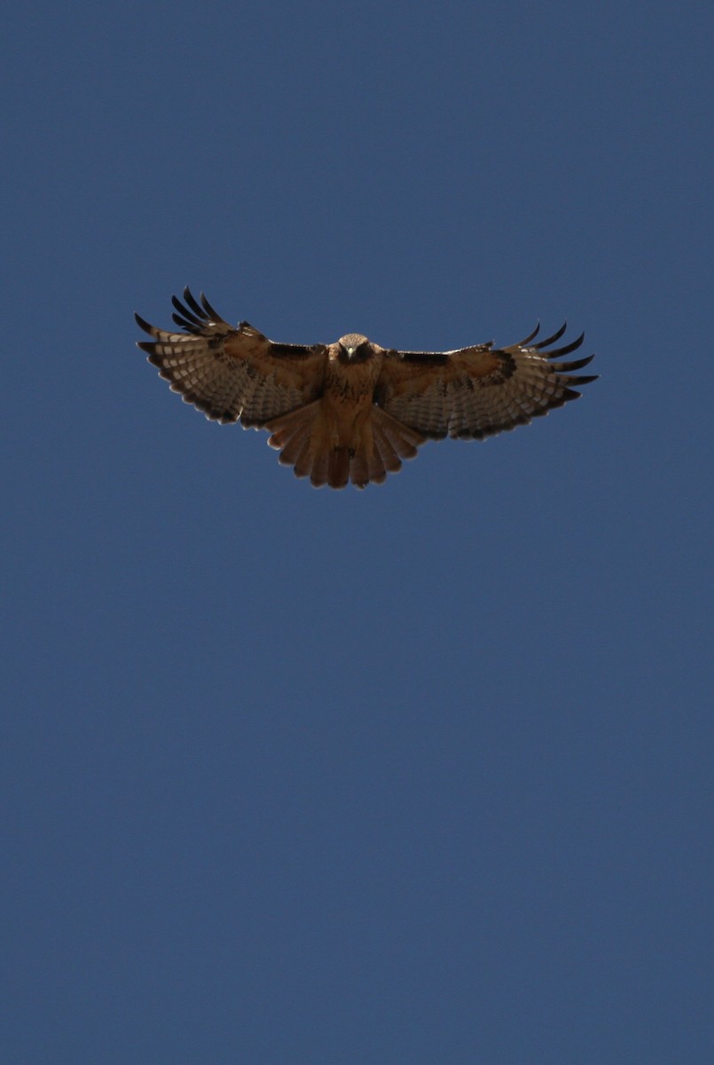 Red-tailed Hawk - ML645026410