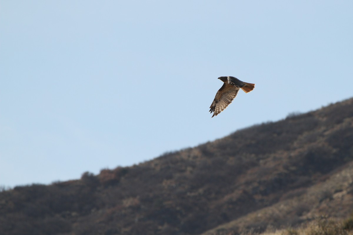 Red-tailed Hawk - ML645026411