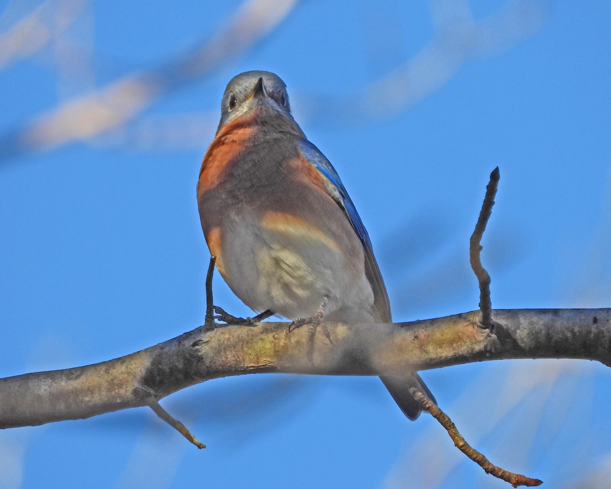 Azulejo Oriental - ML645026413