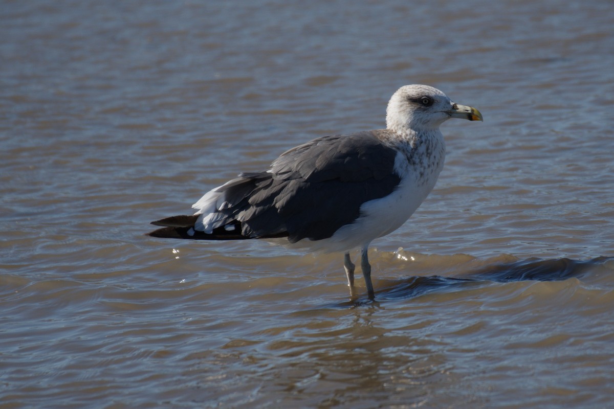Lesser Black-backed Gull - ML645026414