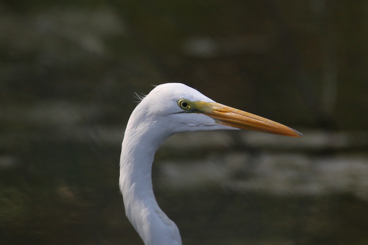 Great Egret - ML645026416