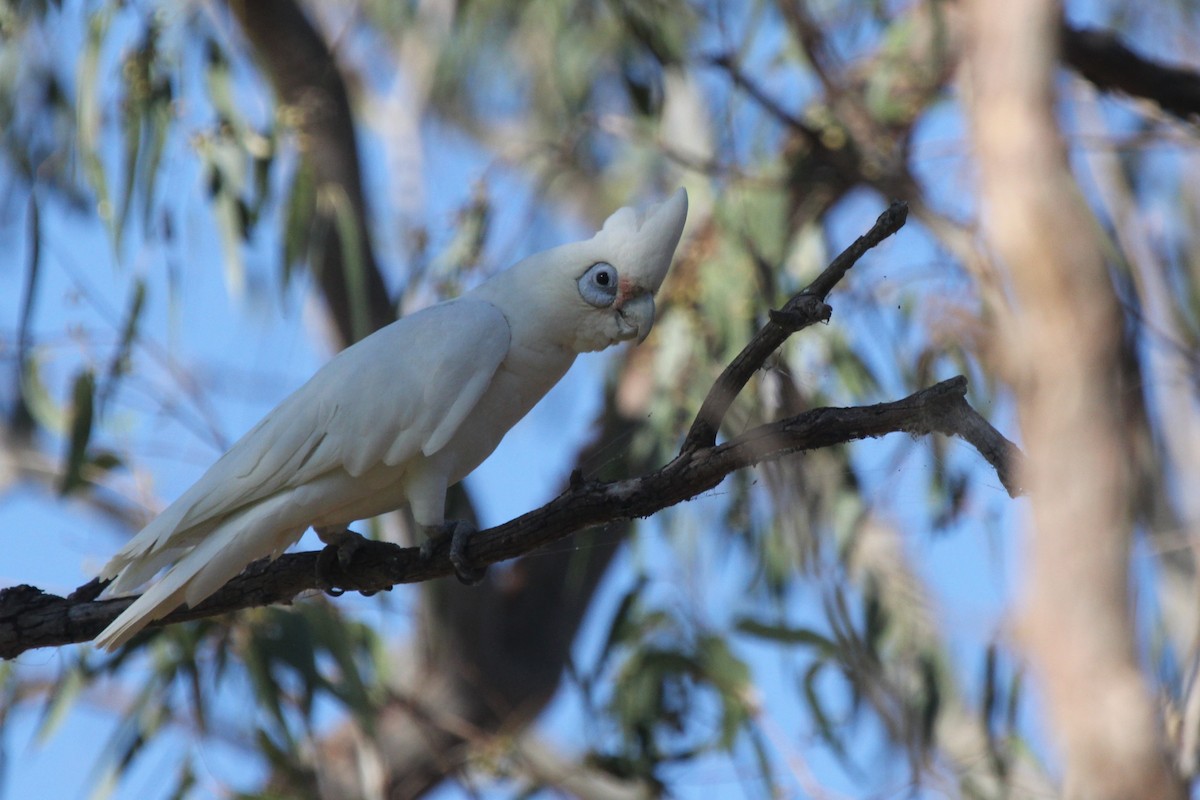 アカビタイムジオウム - ML645026419