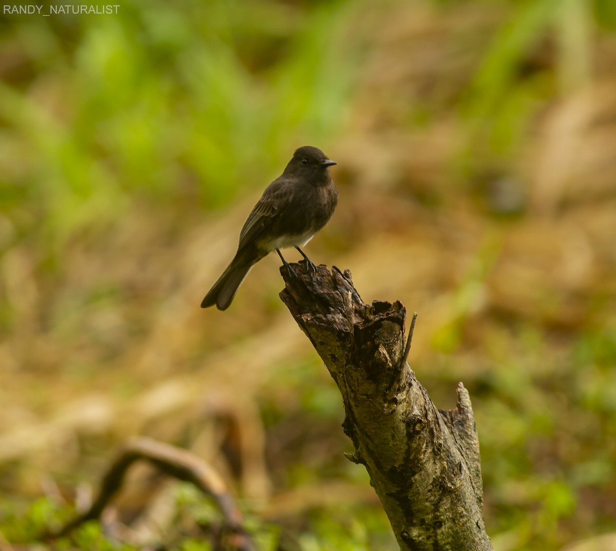 Black Phoebe - ML645026422