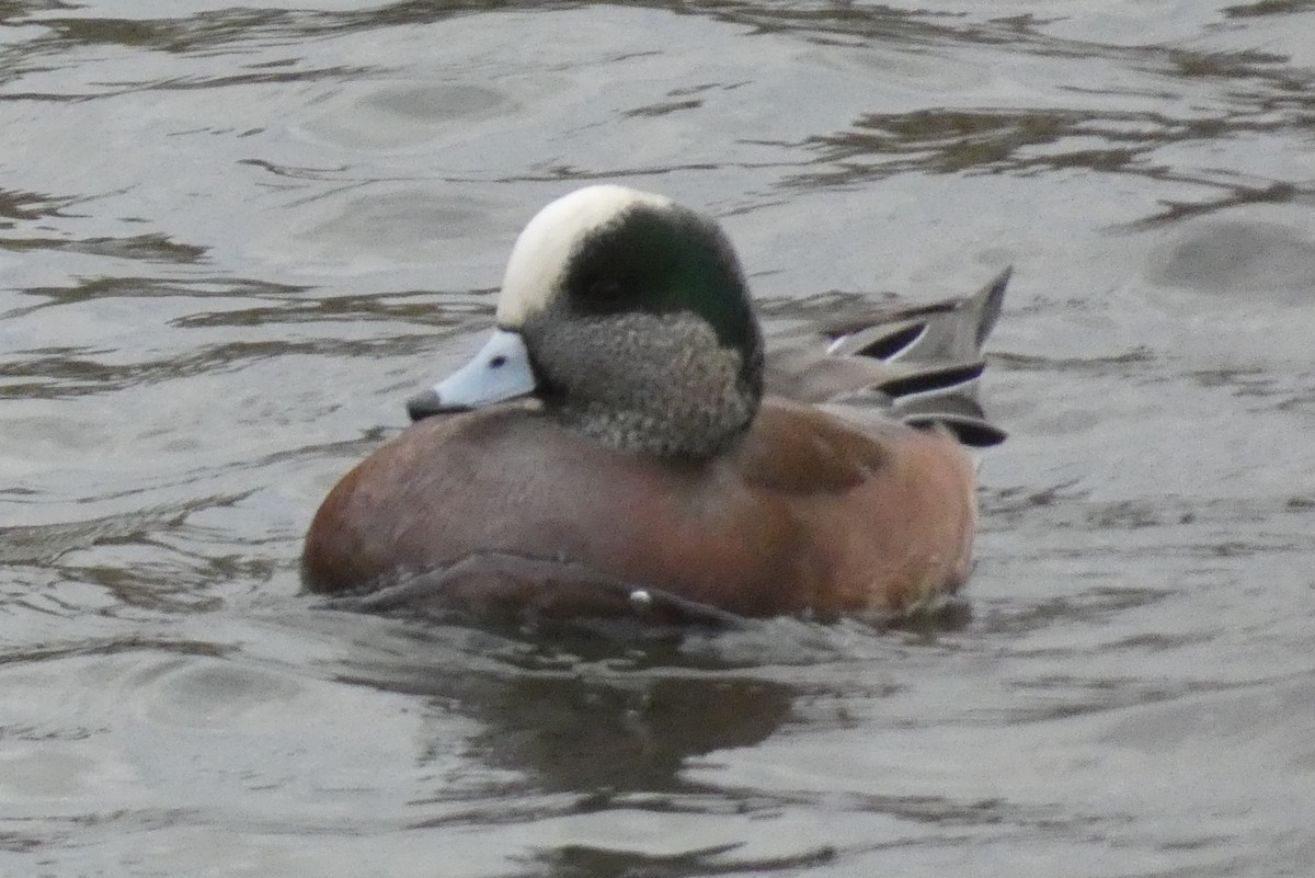 American Wigeon - ML645026426
