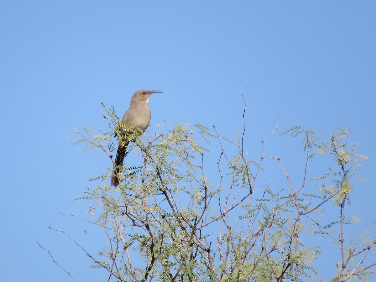 LeConte's Thrasher - ML645026443