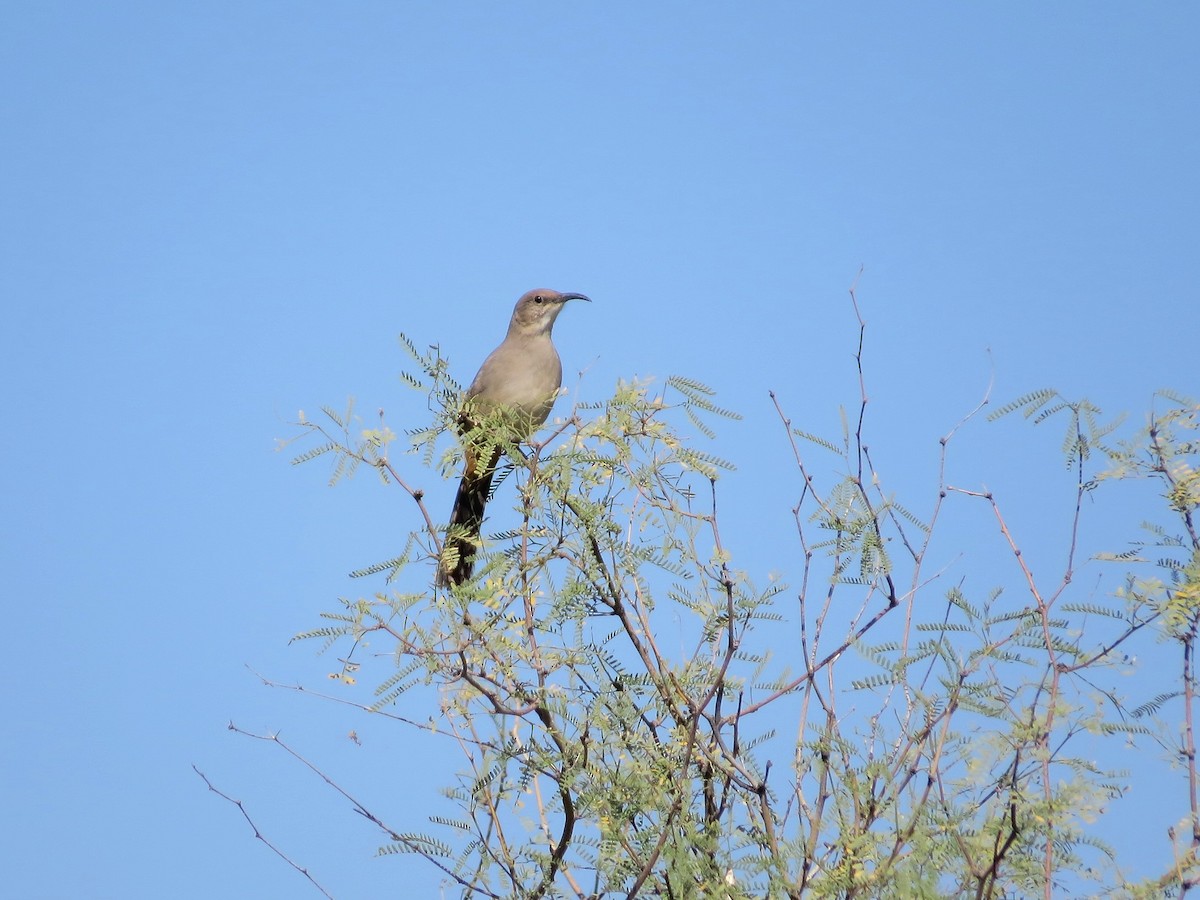 LeConte's Thrasher - ML645026444